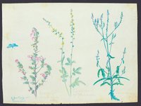 Pflanzenstudie (Blatt 5)