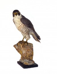 Falco peregrinus germaicus