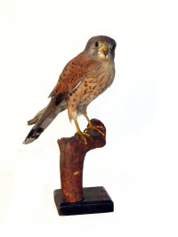 Falco tinnunculus tinnunculus