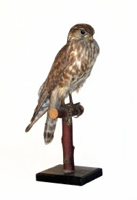 Falco columbarius aesalon